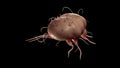 A scabies mite