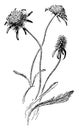 Scabiosa Atropurpurea vintage illustration