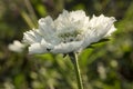 SCABIOSA CAUCASICA in bloom, Caucasian pincushion flower, Caucasian scabious