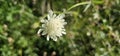 Scabiosa caucasica casian pincushion flowers in bloom, scabiosus flowering ornamental bright white garden plant