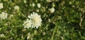 Scabiosa caucasica casian pincushion flowers in bloom, scabiosus flowering ornamental bright white garden plant