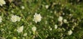 Scabiosa caucasica casian pincushion flowers in bloom, scabiosus flowering ornamental bright white garden plant