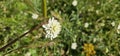 Scabiosa caucasica casian pincushion flowers in bloom, scabiosus flowering ornamental bright white garden plant