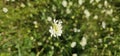 Scabiosa caucasica casian pincushion flowers in bloom, scabiosus flowering ornamental bright white garden plant