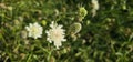 Scabiosa caucasica casian pincushion flowers in bloom, scabiosus flowering ornamental bright white garden plant