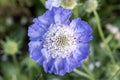 Scabiosa caucasica