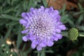 Scabiosa columbaria, Butterfly Blue