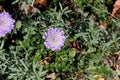 Scabiosa columbaria, Butterfly Blue