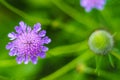 Scabiosa columbaria