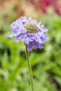 Scabiosa columbaria scabious `Misty Butterflies`