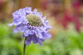 Scabiosa columbaria scabious `Misty Butterflies` Royalty Free Stock Photo