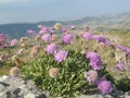 Scabiosa cretica