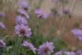 Scabiosa flowers from behind with selective focus Royalty Free Stock Photo