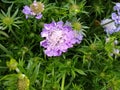 Scabiosa `Kingfisher Blue`