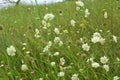 Scabiosa ochroleuca grows in nature Royalty Free Stock Photo