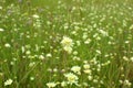 Scabiosa ochroleuca grows in nature Royalty Free Stock Photo