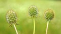 Scabiosa ochroleuca grows in nature Royalty Free Stock Photo