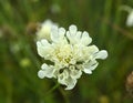 Scabiosa ochroleuca grows in nature Royalty Free Stock Photo