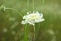 Scabiosa ochroleuca grows in nature Royalty Free Stock Photo