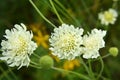 Scabiosa ochroleuca grows in nature Royalty Free Stock Photo