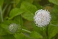 Scabiosa siamensis Craib