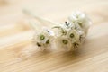 Scabiosa stellata, honeysuckle, starflower pincushions ornamental dried flower Royalty Free Stock Photo