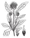 Scabiosa Succisa, vintage engraving