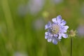 Scabious blooming in spring