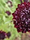 Scabious flower closeup with insect Royalty Free Stock Photo