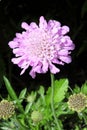 Scabious `Kingfisher Blue` Royalty Free Stock Photo