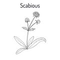 Scabious Succisa pratensis , or devils-bit, medicinal plant.