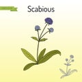 Scabious Succisa pratensis , or devils-bit, medicinal plant