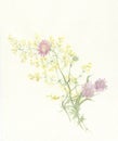 Scabious watercolor painting Royalty Free Stock Photo
