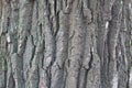 Scabrous grey bark of black poplar Royalty Free Stock Photo