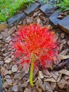 Close-up of red soccer lilies, Scadoxus multiflorus, Satara, Maharashtra, India.