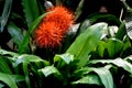 Scadoxus, fireball lily or blood lily, brilliantly colored flo Royalty Free Stock Photo