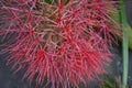 Scadoxus - blood flower, powder puff lilly