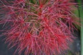 Scadoxus - blood flower, powder puff lilly Royalty Free Stock Photo