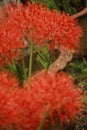 Scadoxus multiflorus or blood lily in bangladesh botanical garden from nh mahfuz photography Royalty Free Stock Photo