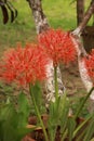 Scadoxus multiflorus or blood lily in bangladesh botanical garden from nh mahfuz photography Royalty Free Stock Photo