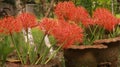 Scadoxus multiflorus or blood lily in bangladesh botanical garden from nh mahfuz photography Royalty Free Stock Photo