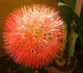 Scadoxus Multiflorus Haemanthus Multiflorus, Blood Lily Flower Royalty Free Stock Photo