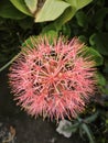 Scadoxus multiflorus inflorescence Royalty Free Stock Photo