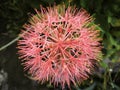 Scadoxus multiflorus inflorescence Royalty Free Stock Photo