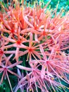 A Scadoxus Multiflorus Katherinae tropical flowering plant Royalty Free Stock Photo