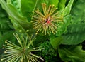 scadoxus multiflorus flower