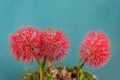 Scadoxus multiflours Africa blood lily flower fireball ball Ail rouge Royalty Free Stock Photo