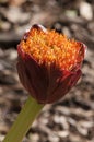 Flowerhead of a Scadoxus puniceus or Paintbrush lily Royalty Free Stock Photo