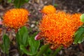 Scadoxus puniceus orange blood lily flower. Paintbrush lilium