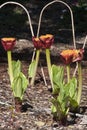 Scadoxus puniceus or Paintbrush lily flower stalks in garden